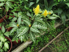 Aphelandra squarrosa