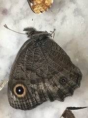Cercyonis sthenele