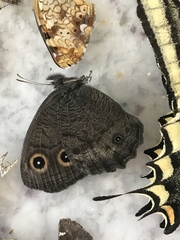 Cercyonis sthenele