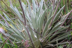 Espeletia boyacensis