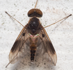 Chrysopilus quadratus