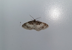 Hydrelia condensata