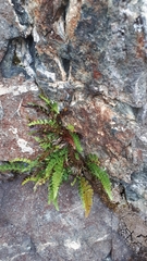 Polypodium amorphum