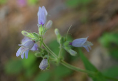 Penstemon rattanii
