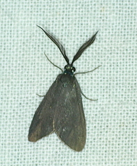 Pollanisus lithopastus