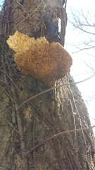 Polyporaceae