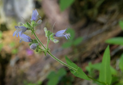 Penstemon rattanii