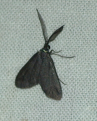 Pollanisus lithopastus