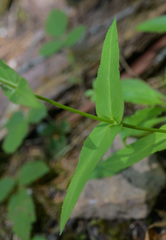 Penstemon rattanii