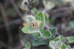 Scrobicaria ilicifolia