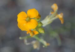 Erysimum capitatum capitatum