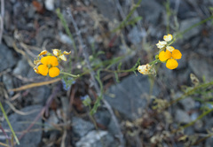Erysimum capitatum capitatum