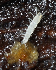 Pauropoda