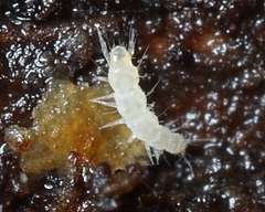 Pauropoda