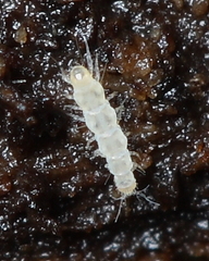 Pauropoda