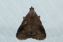 Hydrillodes abavalis