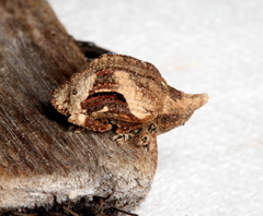 Oemethylus triangularis