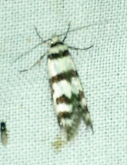 Philobota impletella