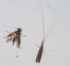 Chrysopilus quadratus