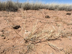 Panicum hirticaule
