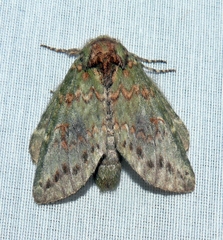 Cecrita biundata