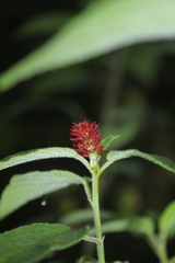 Acalypha padifolia