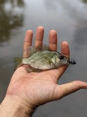 Ambloplites cavifrons