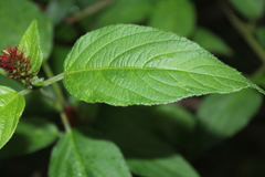 Acalypha padifolia