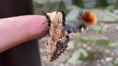 Dudusa sphingiformis