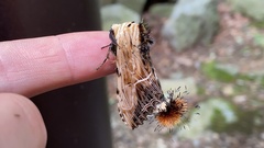 Dudusa sphingiformis