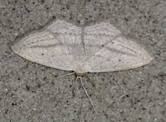Scopula emutaria