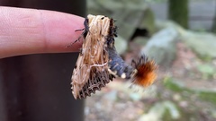 Dudusa sphingiformis