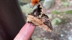 Dudusa sphingiformis