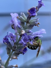 Agapostemon virescens
