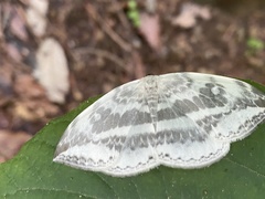 Cyclidia substigmaria