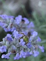 Agapostemon virescens