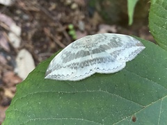 Cyclidia substigmaria