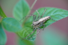 Oxyopes sertatus