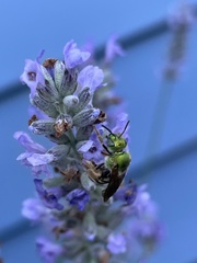 Agapostemon virescens