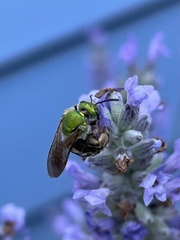 Agapostemon virescens