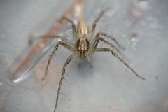 Oxyopes sertatus