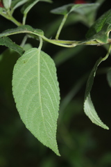 Acalypha padifolia
