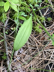 Platanthera blephariglottis