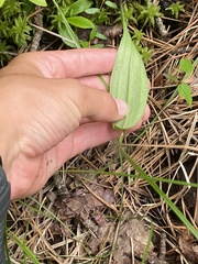 Platanthera blephariglottis