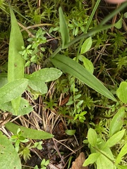 Platanthera blephariglottis