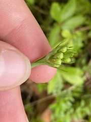 Platanthera blephariglottis