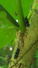 Amblyscarta ruficeps