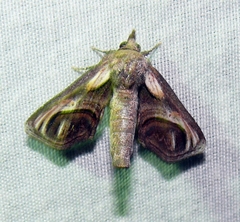 Paectes oculatrix