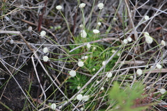 Paepalanthus dendroides