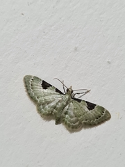 Lepidoptera